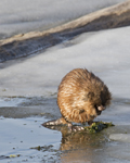 Muskrat-  Not algae again!